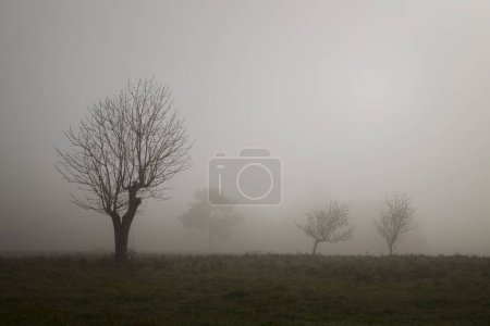 Foto de Árbol sin hojas en una mañana brumosa en el campo - Imagen libre de derechos