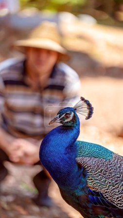 Photo for Blurred background with Man Watching Peacock - Royalty Free Image