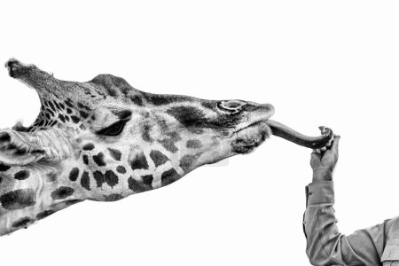 Foto de "La única jirafa de largas patas de cuello largo
" - Imagen libre de derechos