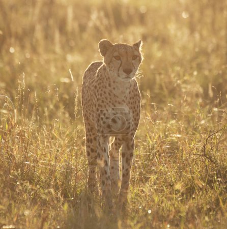 Téléchargez les photos : Léopard à la nature sauvage, vue de jour - en image libre de droit