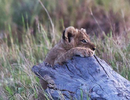 Téléchargez les photos : Lionceaux assis sur une branche d'arbre dans le parc national de Kruger, Afrique du Sud - en image libre de droit