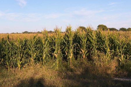 Foto de Cultivos de maíz al atardecer - Imagen libre de derechos