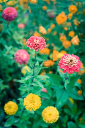 Téléchargez les photos : Zinnia colorée en fleurs au lit de fleurs vigoureux dans l'allotissement communautaire - en image libre de droit