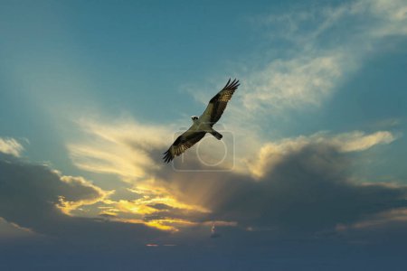 Foto de Osprey pájaro volando alto en el cielo de la noche - Imagen libre de derechos