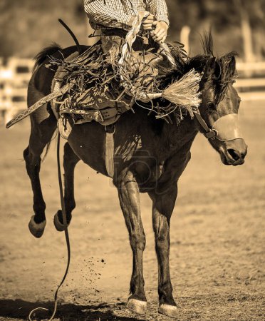 Téléchargez les photos : Cowboy Rides Bucking Rodeo Cheval - en image libre de droit