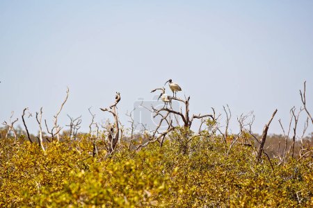 Foto de Aves en un sistema ecológico de manglares - Imagen libre de derechos