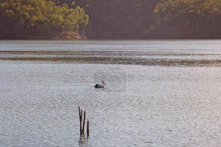 Foto de Cisne deslizándose pacíficamente sobre un lago - Imagen libre de derechos