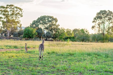 Téléchargez les photos : Deux kangourous australiens, un saut loin - en image libre de droit