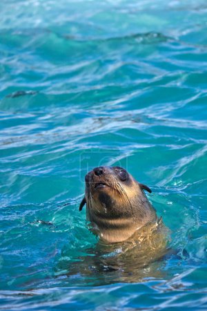 Foto de "Cape Fur Seals, Shark Alley, Gansbaai, Sudáfrica" - Imagen libre de derechos