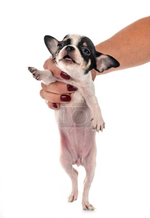Téléchargez les photos : Femme tenant Chihuahua Chien - en image libre de droit