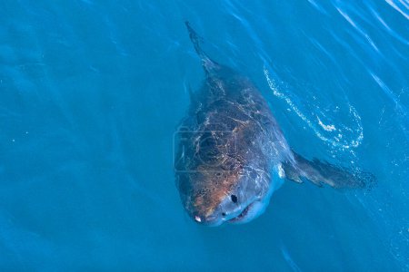 Photo for "Great White Shark, Gansbaai, South Africa" - Royalty Free Image