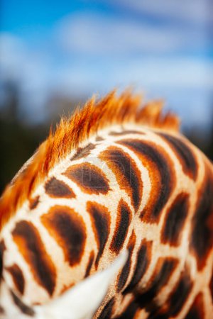 Téléchargez les photos : Image abstraite de girafe en Australie - en image libre de droit