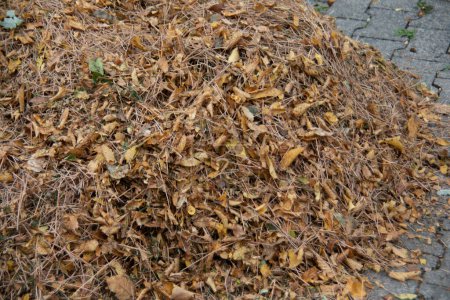 Téléchargez les photos : Grand tas de feuilles d'automne tombées balayées ensemble - en image libre de droit
