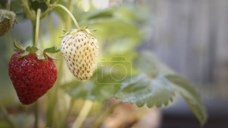 Photo for Green Strawberry background view - Royalty Free Image