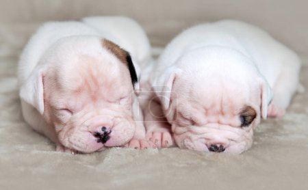 Foto de Dos cachorros Bulldog americanos pequeños están durmiendo - Imagen libre de derechos