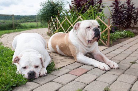 Foto de Dos hembras y machos American Bulldog perro en el patio - Imagen libre de derechos