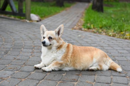 Photo for Corgi dog in old age on the road in the yard - Royalty Free Image