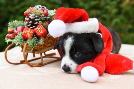 Photo for Corgi puppy in santa hat - Royalty Free Image