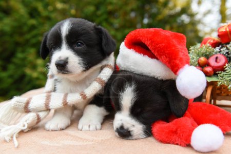 Photo for Corgi puppy in santa hat - Royalty Free Image