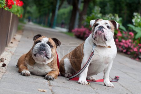 Foto de Dos Bulldogs ingleses o Bulldogs británicos en el parque - Imagen libre de derechos