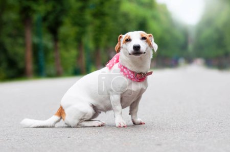 Téléchargez les photos : Jack Russell Terrier chien se promène dans le parc - en image libre de droit