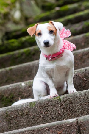 Téléchargez les photos : Jack Russell Terrier chien avec écharpe rose sur les escaliers - en image libre de droit