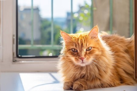 Foto de Lindo gato rojo esponjoso se encuentra en los rayos de sol en la puerta del balcón - Imagen libre de derechos