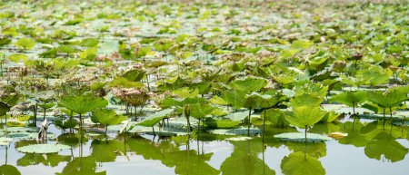 Téléchargez les photos : Lotus étangs dans le lac, nénuphar sur l'eau, fleur du bourgeon - en image libre de droit