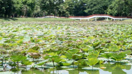 Téléchargez les photos : Étangs de lotus dans le lac, nénuphars sur l'eau - en image libre de droit