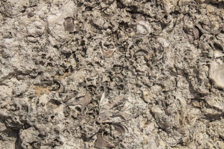 Photo for Rock texture with marine fossils - Royalty Free Image