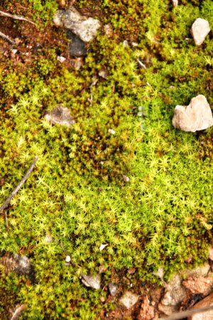 Téléchargez les photos : Polytrichum texture commune dans la forêt - en image libre de droit