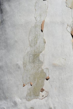 Téléchargez les photos : Vieux mur de béton avec des fissures
. - en image libre de droit