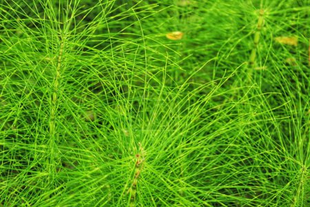 Téléchargez les photos : "Equisetum Arvense plant texture" - en image libre de droit