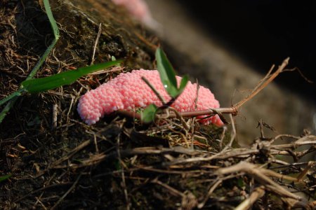 Téléchargez les photos : Oeufs d'escargot rose gros plan - en image libre de droit