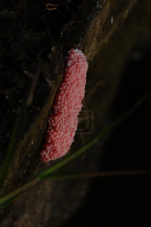 Photo for Pink snail eggs close up - Royalty Free Image