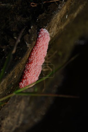 Foto de Huevos de caracol rosa de cerca - Imagen libre de derechos