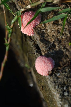 Foto de Huevos de caracol rosa de cerca - Imagen libre de derechos