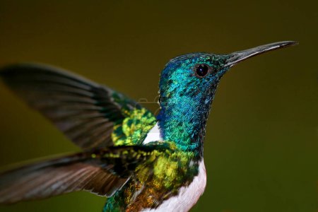 Hummingbird, Maquipucuna Cloud Forest Reserve, Ecuador