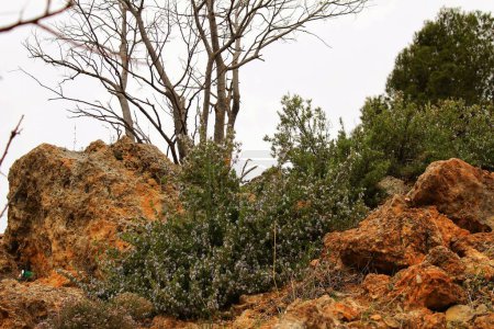 Téléchargez les photos : Rosmarinus Officinalis et pins dans la montagne - en image libre de droit