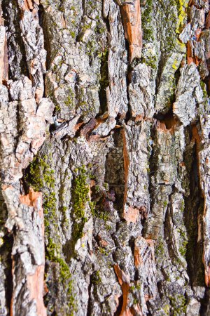 Téléchargez les photos : Gros plan du tronc d'arbre fond - en image libre de droit