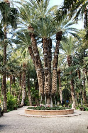 Photo for Colossal eight-arm palm tree - Royalty Free Image