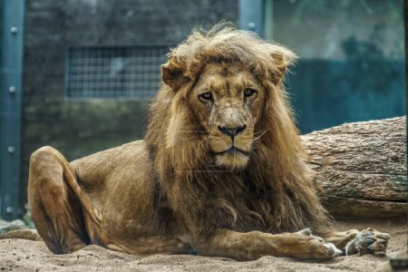 Foto de Salvaje león macho es escalofriante en el savanna sol - Imagen libre de derechos