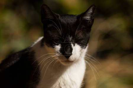 Téléchargez les photos : Un chat avec des taches noires et blanches repose au soleil - en image libre de droit