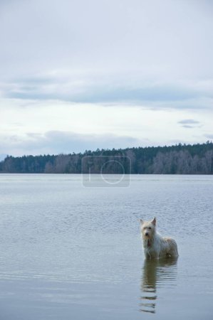 Photo for Dog in a pond  on nature background - Royalty Free Image