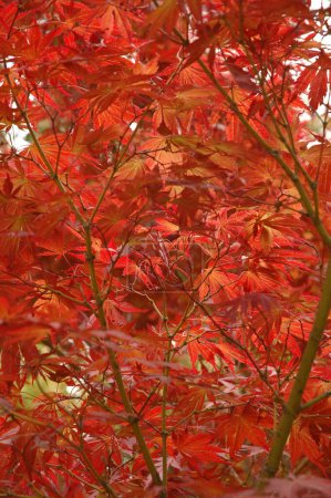 Téléchargez les photos : Gros plan feuilles d'érable automnales sur fond naturel - en image libre de droit