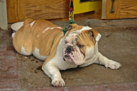 Téléchargez les photos : Brun anglais bulldog tourner visage droit - en image libre de droit