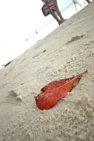 Foto de Hoja roja en la playa de arena blanca - Imagen libre de derechos