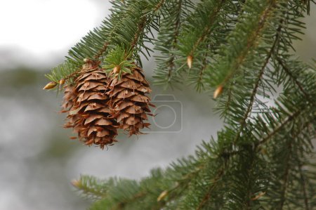Photo for Pine cone in a forest - Royalty Free Image