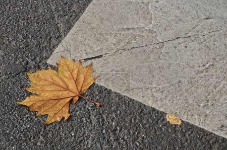 Photo for Maple leaf on asphalt road - Royalty Free Image