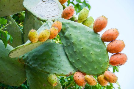 Téléchargez les photos : Cactus vert à la nature sauvage, vue de jour - en image libre de droit